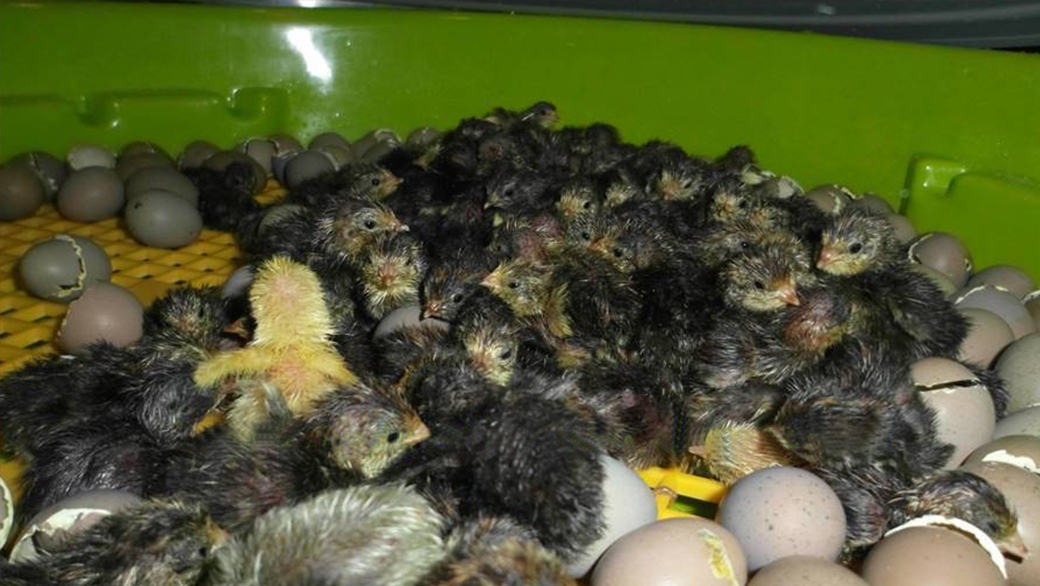 inkubace_u_lihne_PUISOR obr2